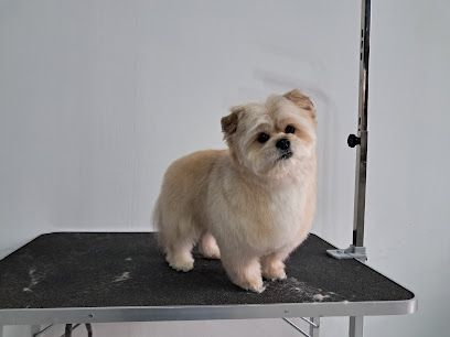 Salon De Estética Canina Dgcan - Zamora