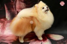 Can Xiu Xiu: Peluquería Canina Pomerania - El Prat de Llobregat