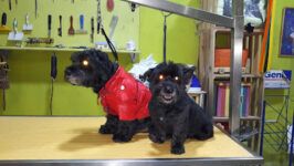 Peluquería Canina y Felina Guapetones. Moda y Complementos - Burgos
