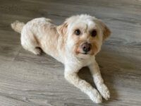 Peluquero de mascotas PELUDETS Poblenou - Barcelona