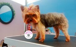 Peluquero de mascotas Soni Guau ¡Vaya Pelos! - Bellavista