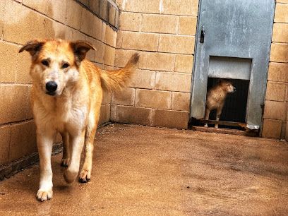 Protectora de animales APAP La Camada Guadalajara