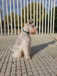 Adiestramiento, psicología canina, peluquería, consulta veterinaria - Huelva