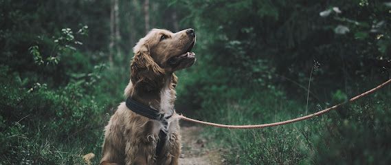 Sapiens Dog - Educación Canina / Adiestramiento Canino / Educación Cachorros