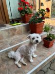 Perrucania Peluquería Canina - Lérida