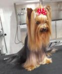 Rose Style Peluquería y estética canina - Huelva