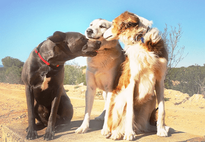 La Perrita Valiente Protectora de animales