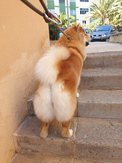 Peludogs | Peluquería canina en Tenerife - Santa Cruz de Tenerife