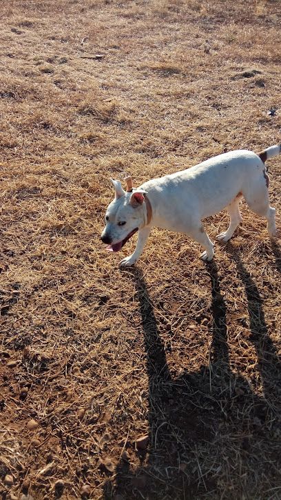 Protectora de Animales La Bienvenida - Ciudad Real
