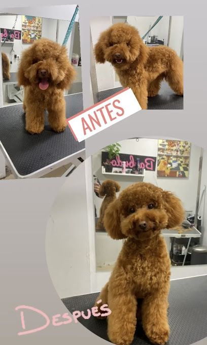BarbuLugo Peluqueria Canina (16€ autoservicio)