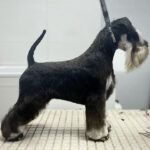 Almudena del Valle - Estilismo canino y felino - Burgos