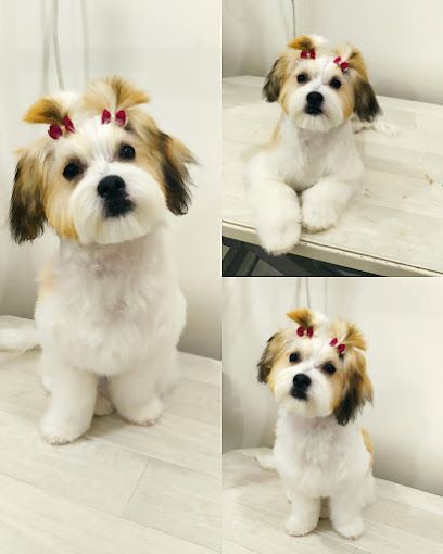 Peluquería Canina Isabel - Huesca