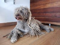 Ali Pintiado Estilista Canina - Huelva