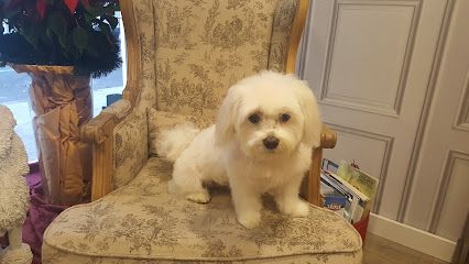 Peluquero de mascotas Cão - Zamora