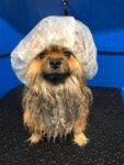 Spa Ponlo Xulo Peluquería y Estética Canina Born - Barcelona