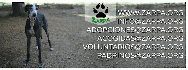 Zarpa Protección Animal - Zaragoza