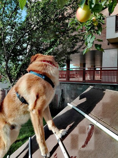 Parque para Perros U-25 - Soria