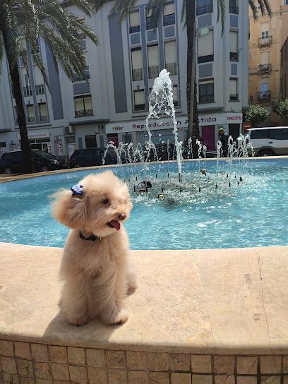 Marina Dog Peluquería Canina - Ceuta