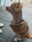 Beautiful Can Peluquería Canina - Miranda de Ebro