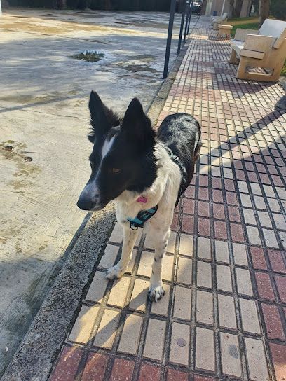 Adiestramiento Canino Jaén