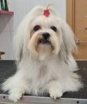 Peluquero de mascotas Lissy - Barcelona