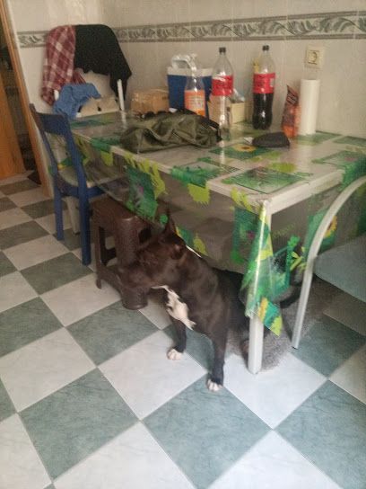 Protectora de animales ConBdeGalgo - Ciudad Real