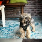 Peluqueria Canina Obarenes - Miranda de Ebro