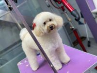 Peluquero de mascotas Salón de belleza y salud El Bulevar - Burgos
