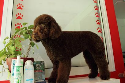 Peluqueria Canina Patitas - Albacete