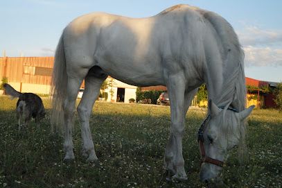 Equitalba Centro Hipico - Albacete