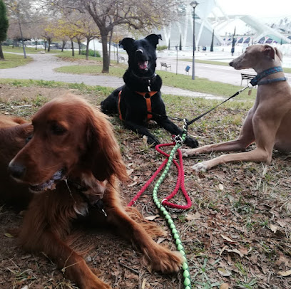 Masterofcanes - educación y adiestramiento canino Valencia
