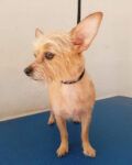 Peluquería canina Huelva wauu