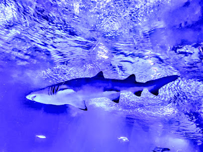 Tienda de acuario Oceanos / Tiburones - Valencia