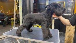 Samoa Estilistes Canins - Barcelona