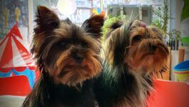 Puppy Daycare Perros Pequeños - Barcelona