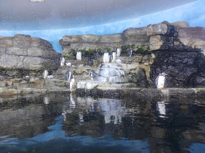 Tienda de acuario Antártico - Pingüinos - Valencia