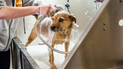 Peluquero de mascotas Els Reis de la Casa - Girona