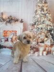 Lala Peluquería Canina - Burgos