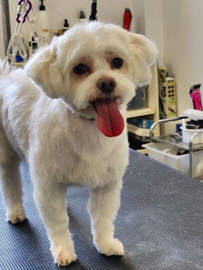 Linda Diaz Peluqueria/Estetica canina y felina - Girona