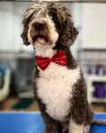 Mil Huellas Peluquería Canina - Huelva
