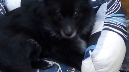 Autolavado para mascotas KUKAN - Lugo