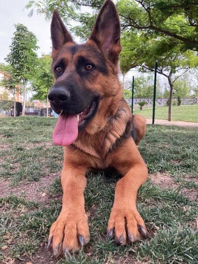 Adiestrador canino Alcanza - Jaén