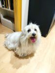 Peluquero de mascotas BUPBUP - Lérida
