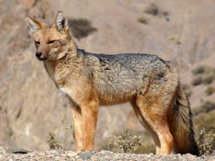 avistaje de especies protegidas y conservacion