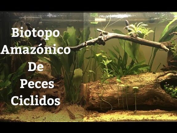 biotopos para animales exoticos