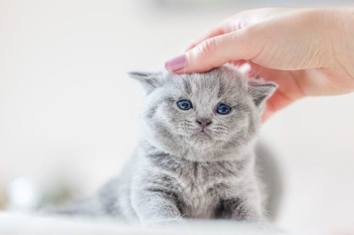 cachorros y gatitos desparasitados y saludables