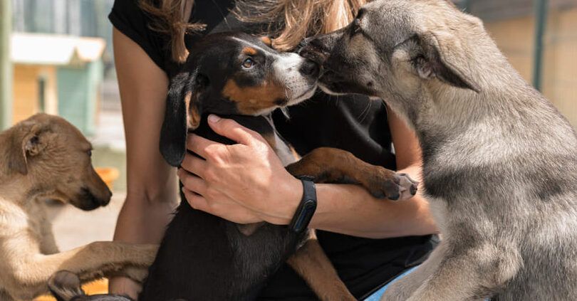 cuidado anticipado para mascotas