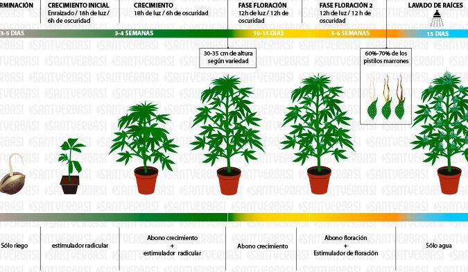 fases y consejos para cultivo
