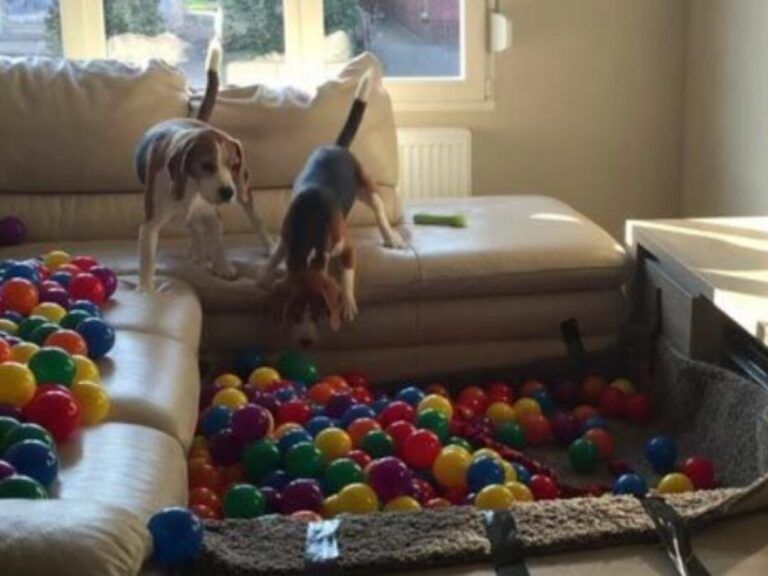 Libo: Ejecicios Y Juegos Mentales Paa Peos: Los 101 Mej