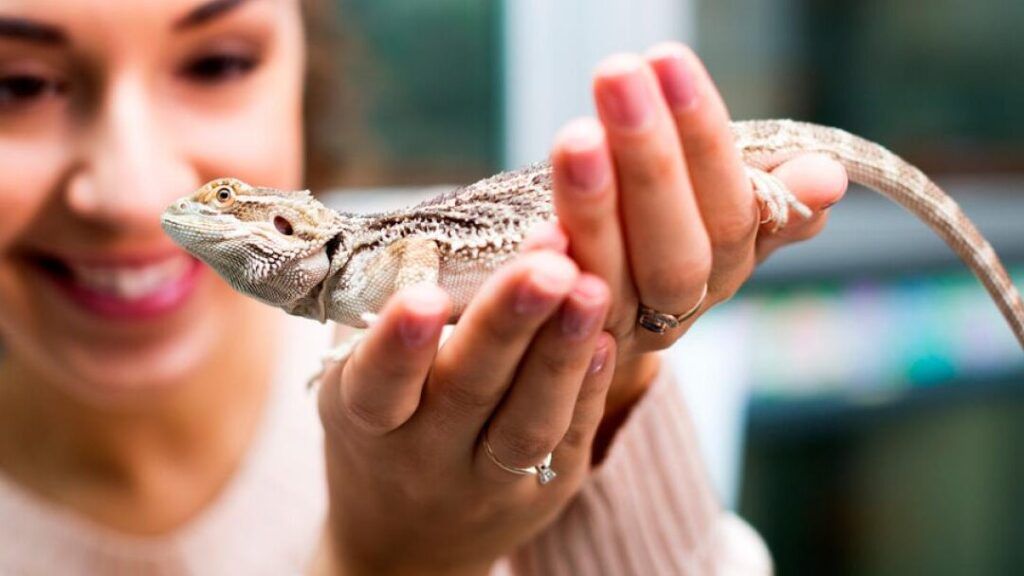 medidas y cuidados para mascotas exoticas